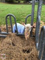 phoca thumb m img 20191020 wa0000