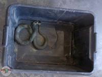 phoca thumb m schlange